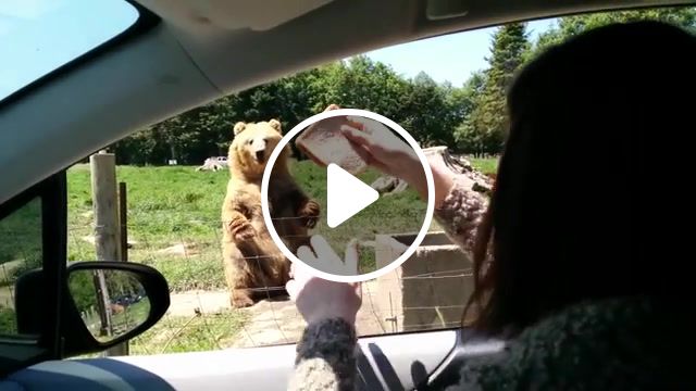 Awesome catch by the bear, bear catch bread, bread, bread catch, olympic game farm, catch, waving bear, bear catch, waving bear catch, bear animal, animals pets. #1