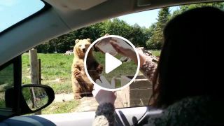 Awesome catch by the bear