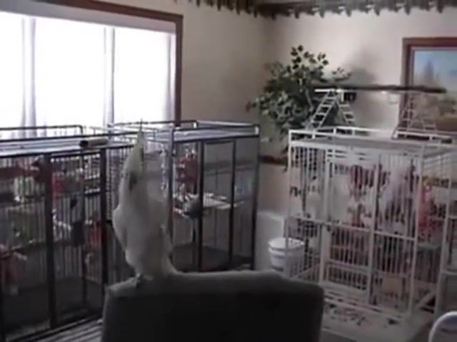 Because every day should start with a cockatoo dancing to queen, animals pets.