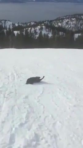 Bon voyage d mountain rescue dog has fun sliding on snow, dramatic, viral, news.