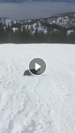 Bon voyage d mountain rescue dog has fun sliding on snow