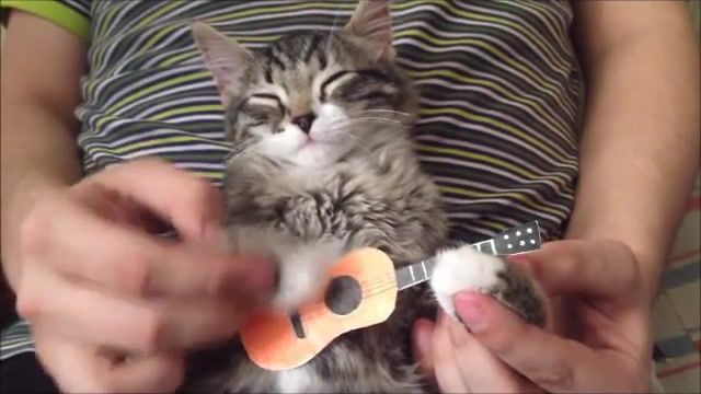 Cat Cover 0. Cat. Guitar. Love. Pet. Kitten. Song. Cover. Play. Israel Kamakawiwo'ole. Somewhere Over The Rainbow. Over The Rainbow Composition. Rainbow. Guitar Cover. Acoustic Cover. Animals Pets.