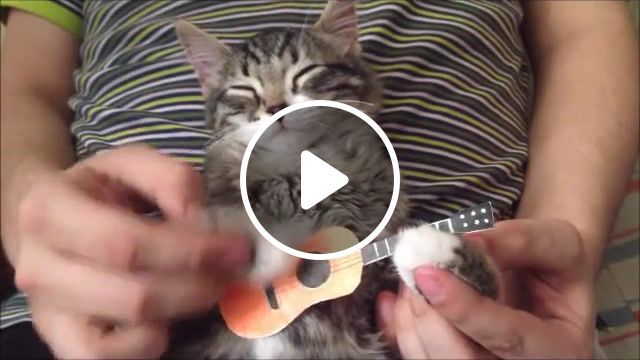 Cat cover 0, cat, guitar, love, pet, kitten, song, cover, play, israel kamakawiwo'ole, somewhere over the rainbow, over the rainbow composition, rainbow, guitar cover, acoustic cover, animals pets. #0