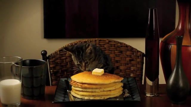 CAT EATING PANCAKES. Niko Oneshot. Niko. Oneshot Game. Oneshot. Gimme. Omg. Taking. Stealing. Gif. Food. Pet. Butter. Syrup. Stack. Meowing. Whiskers. Fur. Ears. Noise. Baby. Unfitting. Fitting. Seductive. Dramatic. Zoom. Vignette. Jazz. Music. Background. Sensual. Meow. Kittens. Meme. Youtube. This. Review. Should. Johnson. William. Ray. Internet. Funny. Comedy. Milk. Breakfast. Libs. Mad. Musical. Ridiculous. Tiny. Silly. Adorable. Joj. Daremattg. Mattg. Eats. The. Wendy. Eating. Cute. Little. Small. Feline. Cat. Pancakes. Pancake. Cats. Kitties. Kitty. Kitten. Animals Pets.