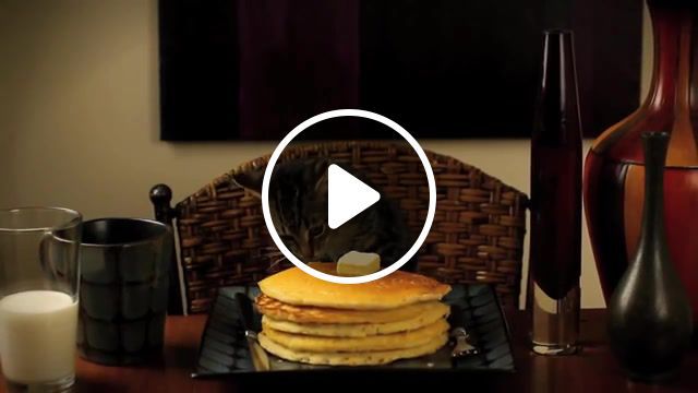 Cat eating pancakes, niko oneshot, niko, oneshot game, oneshot, gimme, omg, taking, stealing, gif, food, pet, butter, syrup, stack, meowing, whiskers, fur, ears, noise, baby, unfitting, fitting, seductive, dramatic, zoom, vignette, jazz, music, background, sensual, meow, kittens, meme, youtube, this, review, should, johnson, william, ray, internet, funny, comedy, milk, breakfast, libs, mad, musical, ridiculous, tiny, silly, adorable, joj, daremattg, mattg, eats, the, wendy, eating, cute, little, small, feline, cat, pancakes, pancake, cats, kitties, kitty, kitten, animals pets. #0