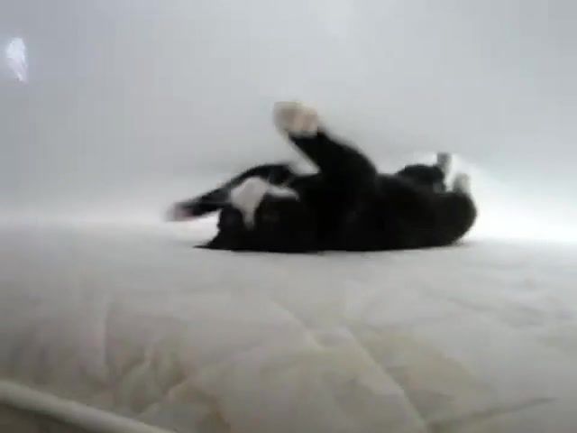 Cat every day in bed, neko, bed, cat, animals, kitty cat, morning, fanny, funny moments, mission impossible, animals pets.