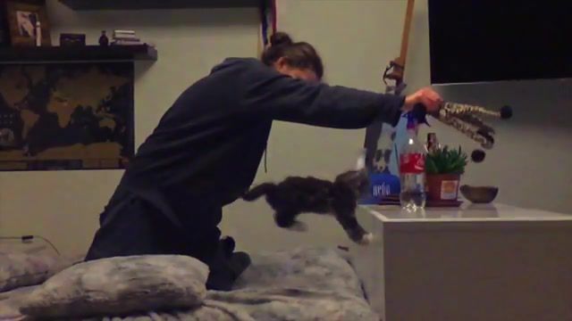 Cat kitten fail jump flint - Video & GIFs | animals pets