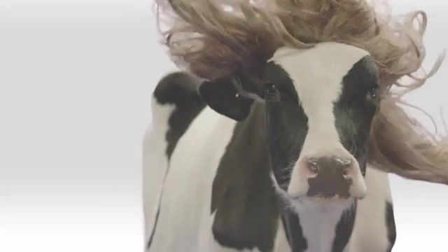 Chick Cow, Chic Fil A, Commercial, Tv Ad, Cow In A Wig, Lionail, Lionel, Richie, Hello, Chick, Woman, Cow, Animals Pets