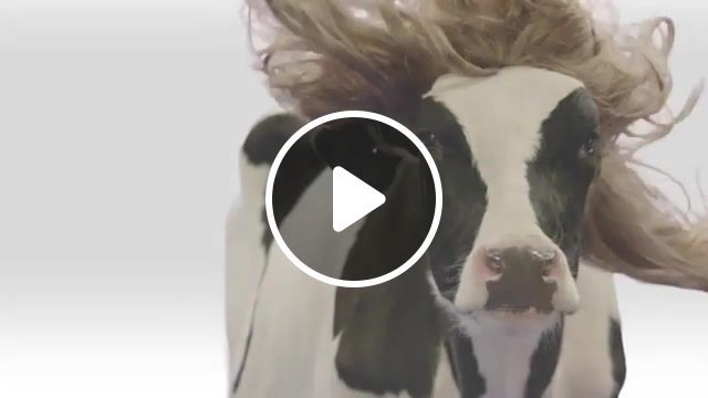Chick cow, chic fil a, commercial, tv ad, cow in a wig, lionail, lionel, richie, hello, chick, woman, cow, animals pets. #0