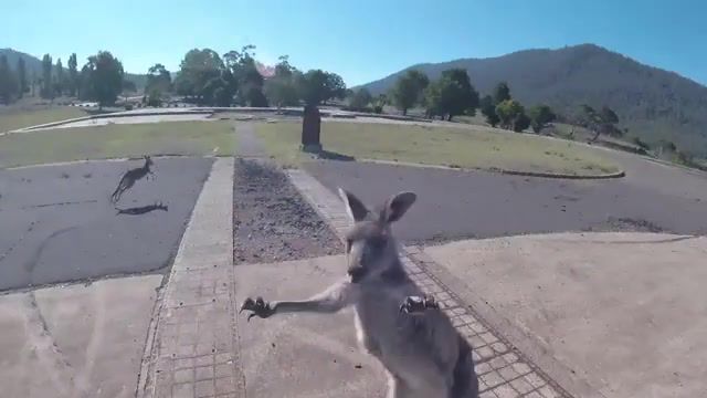 Don't landing in australia, viralhog, australia, kangaroo, animals pets.