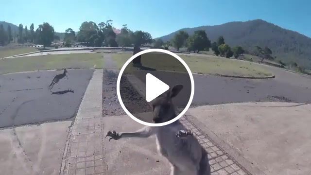 Don't landing in australia, viralhog, australia, kangaroo, animals pets. #0