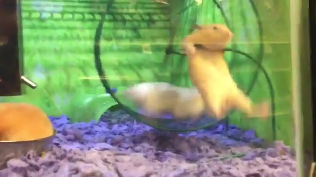 DRUM B HAMSTER - Video & GIFs | storyful,viral,fail,pet,hamster,animal fails,pet fails,pet store,mouse,epic fail,fails,funny,humor,animals pets