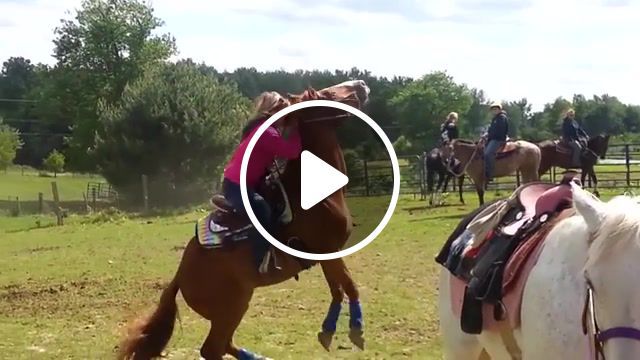 Horse flips on rider john cena, horse, flip, on, rider, flipper, land, john cena, animals pets. #0