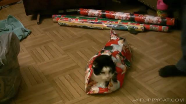 How To Wrap A Cat For Christmas, Wrapping Hack, Wrap Your Cat, How To Media Genre, Gift, Cats, Flippycatbestof, Caturday, Come Incartare Un Gatto, Richter, Kittens, Pumpkins, Kitten, Opening, Celebration, Relaxed, Pets, Pet, Arms, Human, Holiday, Animal, Friends, Best, Flippycat, Year, New, Happy, Bow, Unwrap, Season, Tape, Day, Boxing, Present, Christmas, Paper, Wrapping, Wrapped, Wrap, Cute, Cat, Animals Pets