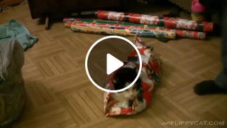 How To Wrap A Cat For Christmas