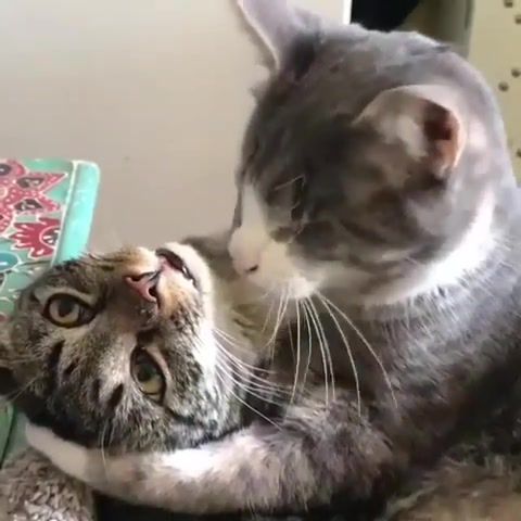 Love story - Video & GIFs | animals pets