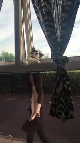 Mission Impossible Cat, Funny Pets, Funny Pet, Funny Anime, Funny Moment, Funny, Funny Moments, Cats Funny, Cat, Catvine, Mission Impossible Cat, Mission Impossible Theme, Mission Impossible, Animals Pets