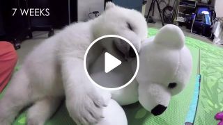Nora the polar bear cub sleeping