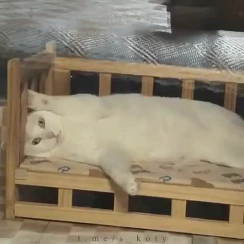 Often I am upset that I cannot fall in love but I guess this avoids the stress of falling out of it - Video & GIFs | cat,upset,fun,funny,cats,animals pets