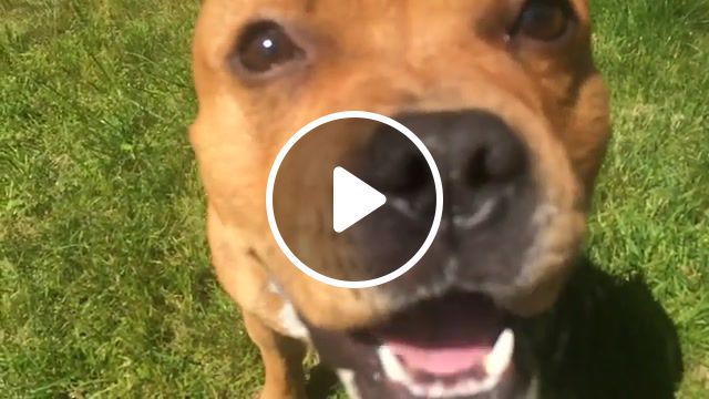 Oh so nice sobatchckah live dogmob, dogmob, staffordshire bull terrier, dog, live, directed by robert b weide, animals pets. #0