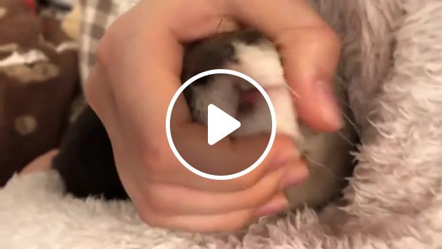 Otter sakura with a unique sound, otter, adorable, cute, animals pets. #0