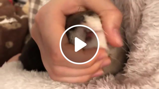 Otter sakura with a unique sound, otter, adorable, cute, animals pets. #1