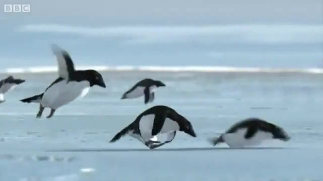 Penguins, penguins, fly, flying, bbc, animals pets.