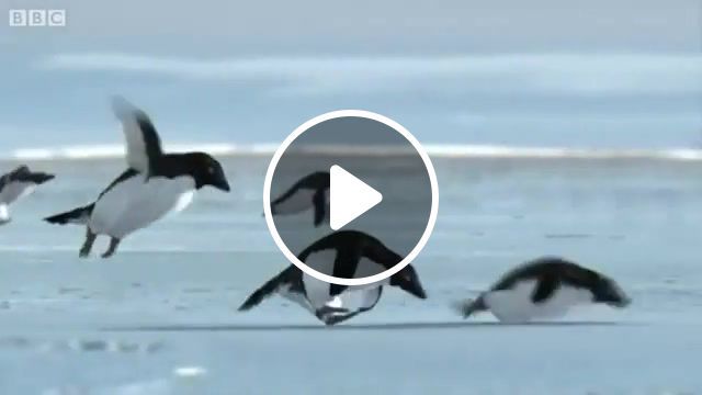 Penguins, penguins, fly, flying, bbc, animals pets. #0