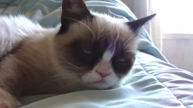 Sleepy grumpy cat optimism, grumpy cat grumpy cats com, cat, grumpy, tardar sauce, tard, grumpy cat, animals pets.