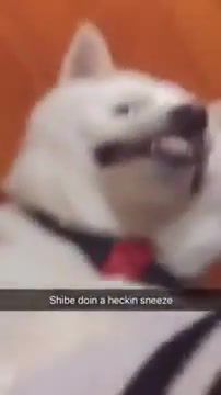 Sneezing Shibe - Video & GIFs | sneeze,shibe,shiba inu,kawai,shibe doggo,cute shibe,doggo,doggo meme,meme,dank meme,vine,imao,cute,like,animals pets