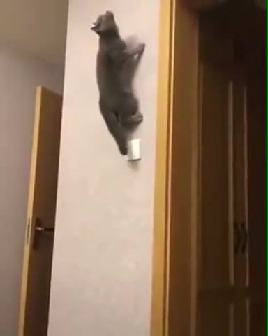 Spider Cat. Spider. Physics Laws. Physics. Gravity. Vestibularity. Anti Gravity. Cat Walks On The Wall. Cat On Wall. Wall. Cat. Ost. Spider Man. On Her Majesty's Secret Service. Propellerheads. James Bond. Animals Pets.