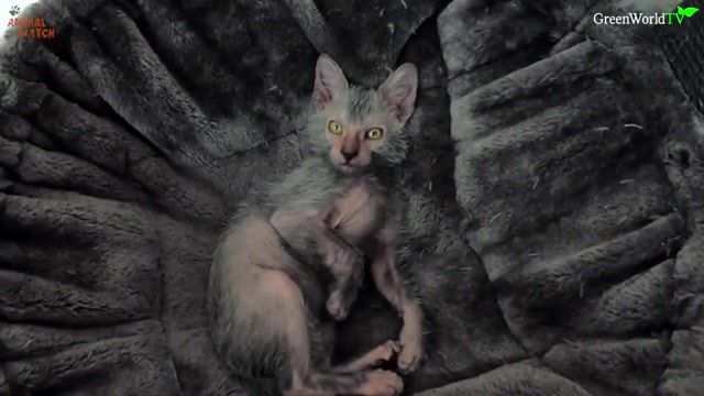 The wolf cat, lykoi, lykoi cat, cat, cats, wolf cat, werewolf cat, wolf, wolves, witch cat, sphinx cat, hairless cat, animal, animal watch, pet, pets, werewolf, kitten, kittens, the lykoi cat, the wolf cat, the wer, how i met your mother, reaction, no, noo, nooo, random reactions, fry, philip j fry, futurama, bender, matrix, neo, let me out, the wire, colonel cedric, bullshit, cnanything, hey, yay, cartoons reaction, darwin, gumball, the amazing world of gumball, friends, joey tribbiani, do not get it, motivation, transformers, shia labeouf, comedy, reactino, just do it, do it, mabel pines, mabel, gravity falls, womp, trombone, whining, womp womp womp, womp womp, walter white, breaking bad, amc, bryan cranston, perfect, just perfect, finn and jake, adventure time, finn the human, jake the dog, see man, i told you, frank drebin, naked gun quotes, police squad, the naked gun, leslie nielsen, facepalm, facepalms, god, please, scream, lol, no god, tv series, steve carell, michael scott, theoffice, the office, we bare bears, money, swag, sharon stone, nice, it's nice, i do not care, tyler the creator, animals pets.