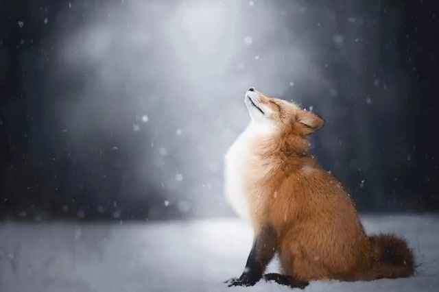 Tranquility Foxx, Weather, Fox, Animals, Snow, Winter, Cinemagraph, Cinemagraphs, Eleprimer, Live Pictures