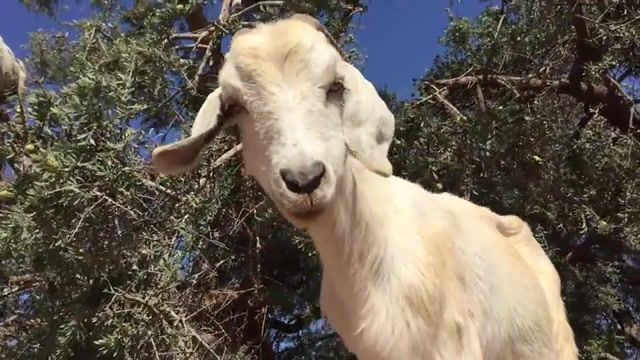 Tree Goats, Tree, Domestic Goat, Goats Grow On Trees, Michael Chinnici, Pwa, Think Orange, Morocco, Tree Goats, Goats, Photo Tours, Photo Adventure Vacations, Photo Workshop Adventures, Animals Pets