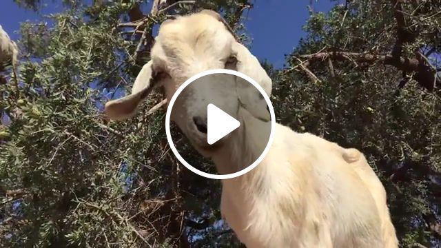 Tree goats, tree, domestic goat, goats grow on trees, michael chinnici, pwa, think orange, morocco, tree goats, goats, photo tours, photo adventure vacations, photo workshop adventures, animals pets. #1