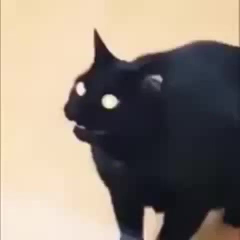 Yes my lord not my - Video & GIFs | cat,cats,memes,meme,animals pets