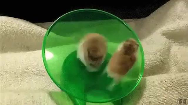 You spin me round, you spin me right round, hamster, animals pets.