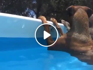 50dog in pool