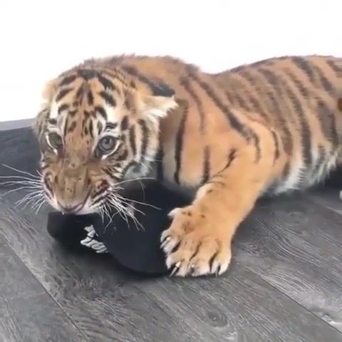 Actually, you can have the hat, it's fine, Tiger, Really Likes His New Hat, A Little Bit Angry, Needs A Cuddle, Cat, Animals Pets