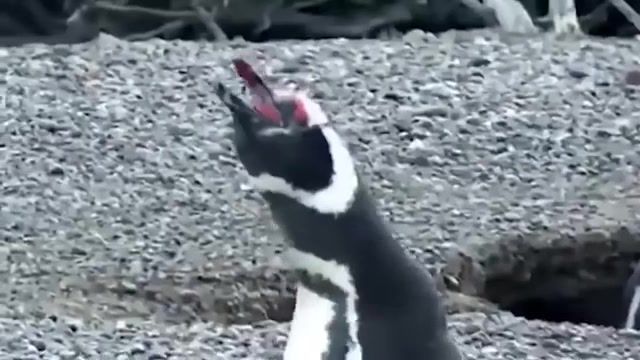 And then they decided to sing - Video & GIFs | ozzy man reviews,ozzy,man,ozzyman,wildlife,planet earth,penguins,aria,opera,animals pets