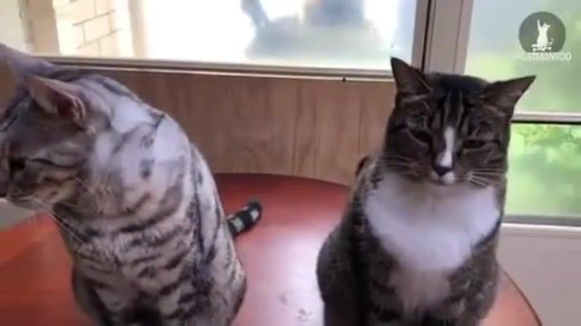 Animals, Animals, Cats, Thug Life, Cat, Bitch, You Did This, Animal Planet, Animal Funny, Cat Funny, Animals Pets