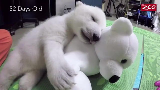 Baby Polar Bear Nap Time, Bonus Crystals, Veterinarian, Animal Nursery, Zoo, Polar Bear Cub, Baby Polar Bear, Animals Pets