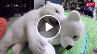 Baby Polar Bear Nap Time