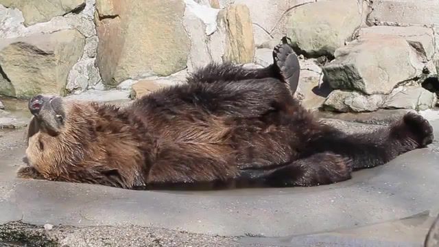 Bear good - Video & GIFs | bear,at the zoo,animals pets