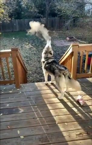 Boiling dog - Video & GIFs | dog,animal,boiling point,winter,animals pets