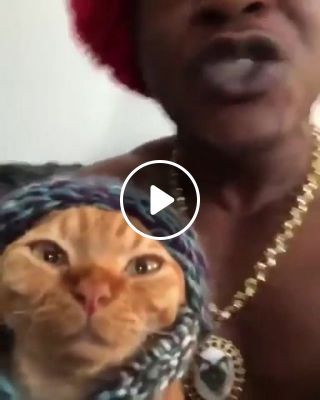 Cat Rap