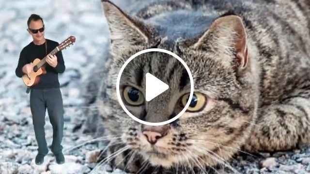 Cat song, animals pets. #0