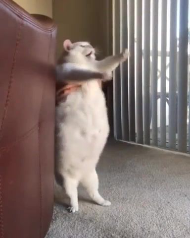 DANCE CAT - Video & GIFs | kulikitaka,cat,dance,meme,fat,animals pets