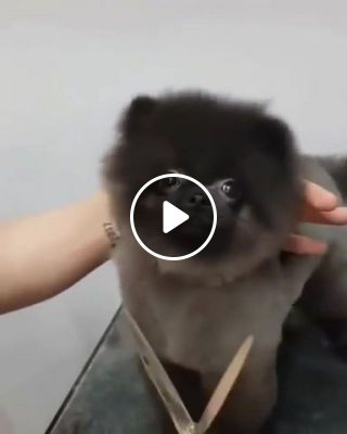 Dog that loves getting his hair cut