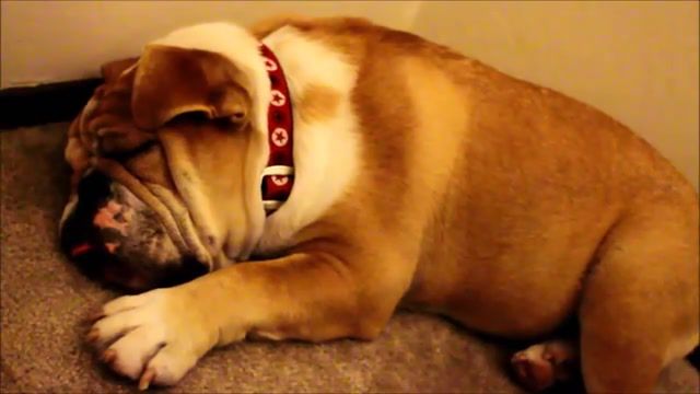 English Bulldog Lip Snoring, Adorable, Sleep, Aww, Cute, Snoring, Dog Puppy, English Bulldog, Animals Pets